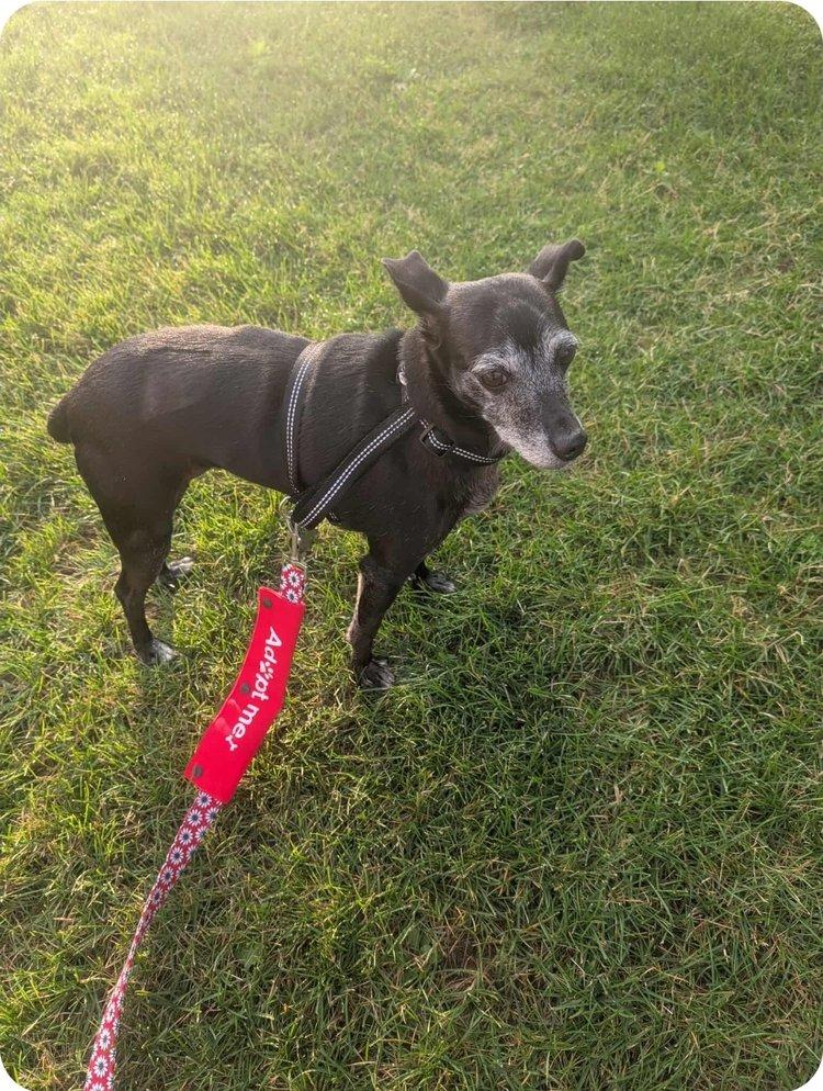 Sweet Pea, a Adoptable Mixed Breed in De Pere, WI image 2/2