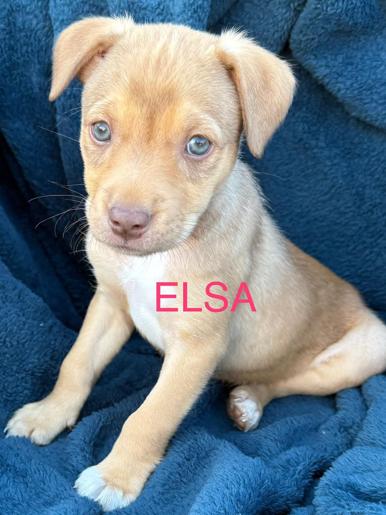 Elsa photo 1