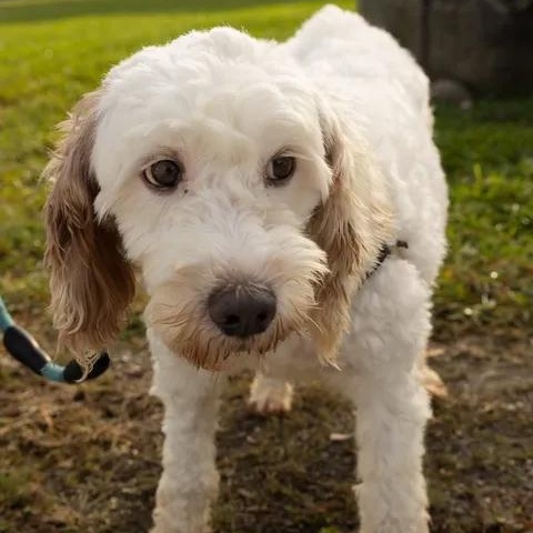 Enlarge Aria, a Adoptable Goldendoodle in Hartland, WI image 5/6