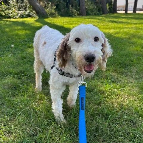 Aria-Foster Home Needed, Adoptable, Adult Female Goldendoodle.