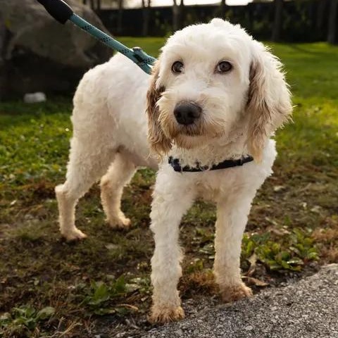 Enlarge Aria, a Adoptable Goldendoodle in Hartland, WI image 3/6