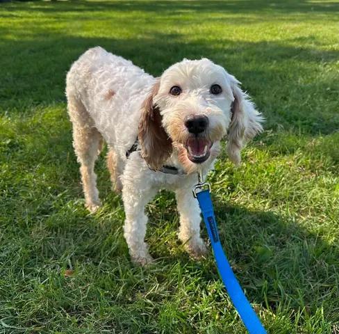 Enlarge Aria, a Adoptable Goldendoodle in Hartland, WI image 1/6