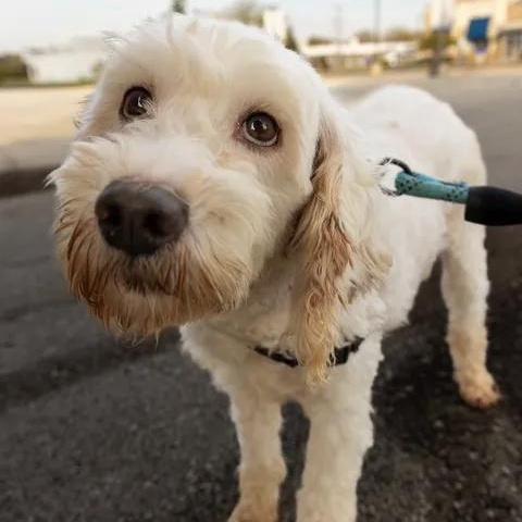 Enlarge Aria, a Adoptable Goldendoodle in Hartland, WI image 4/6