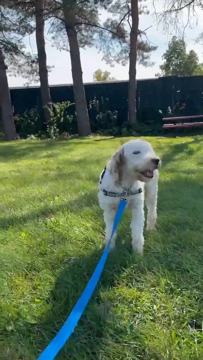 Enlarge Aria, a Adoptable Goldendoodle in Hartland, WI video 6/6