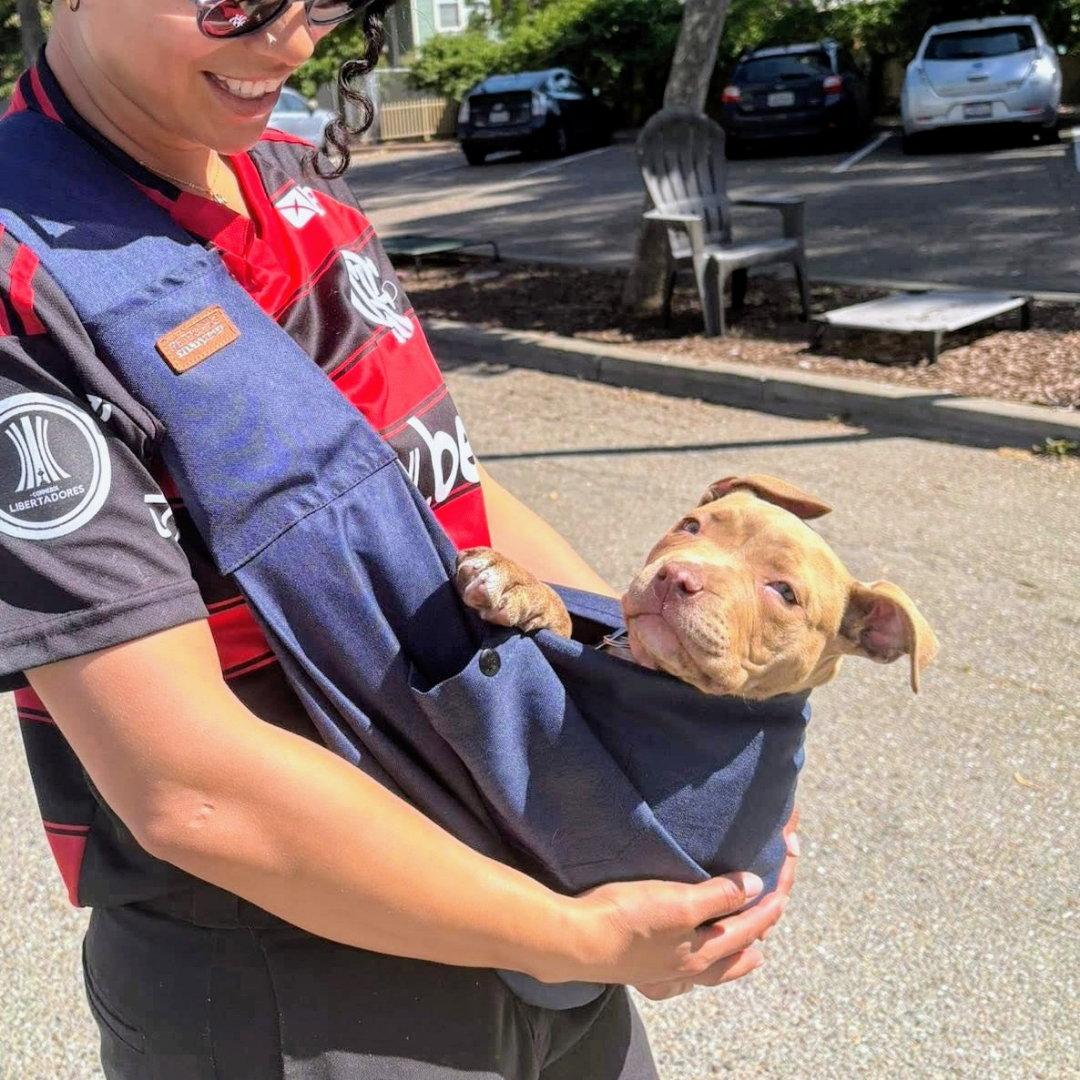 Enlarge Martina, a Adopted Pit Bull Terrier in Oakland, CA image 1/1