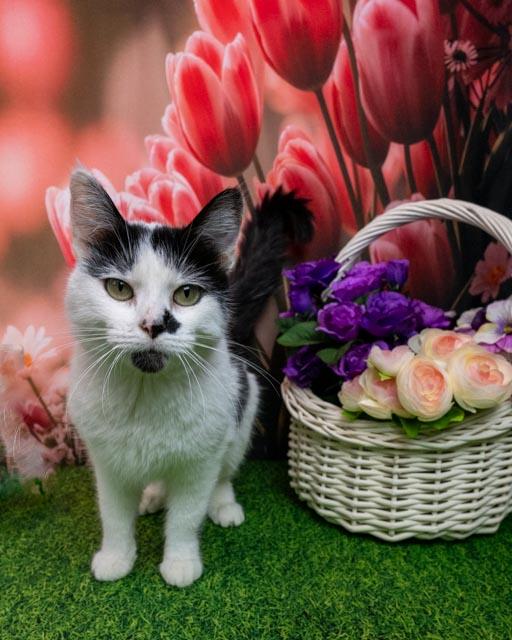 Mrs Baker, Adult Female Domestic Short Hair