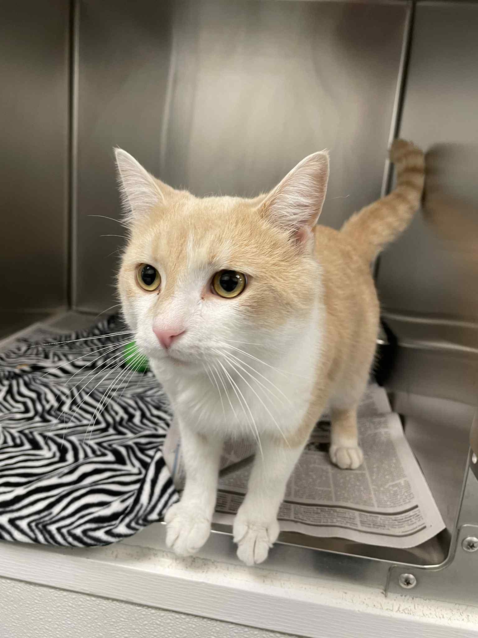 Enlarge Mr Boss, a Adoptable Domestic Short Hair in Covington, VA image 1/1