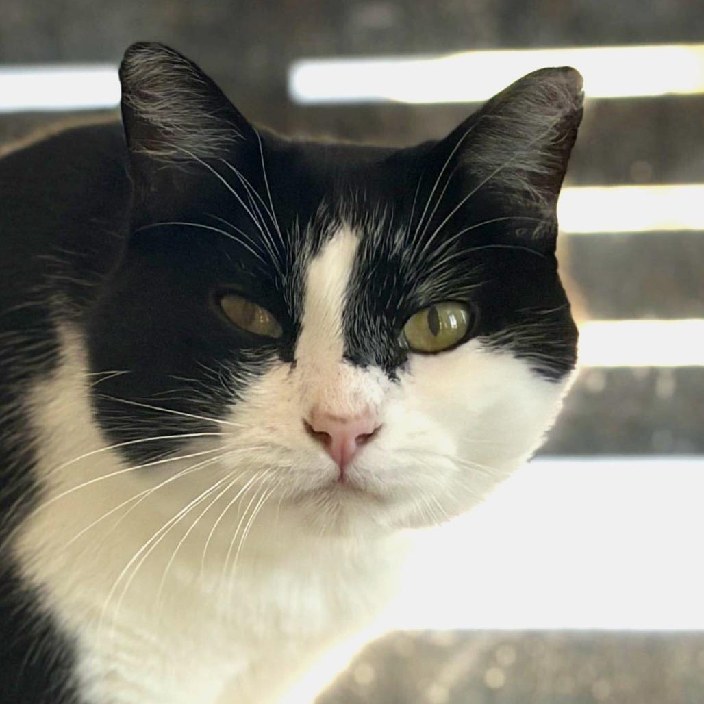 Enlarge Jules, a Adoptable Domestic Short Hair in Rifle, CO image 1/3