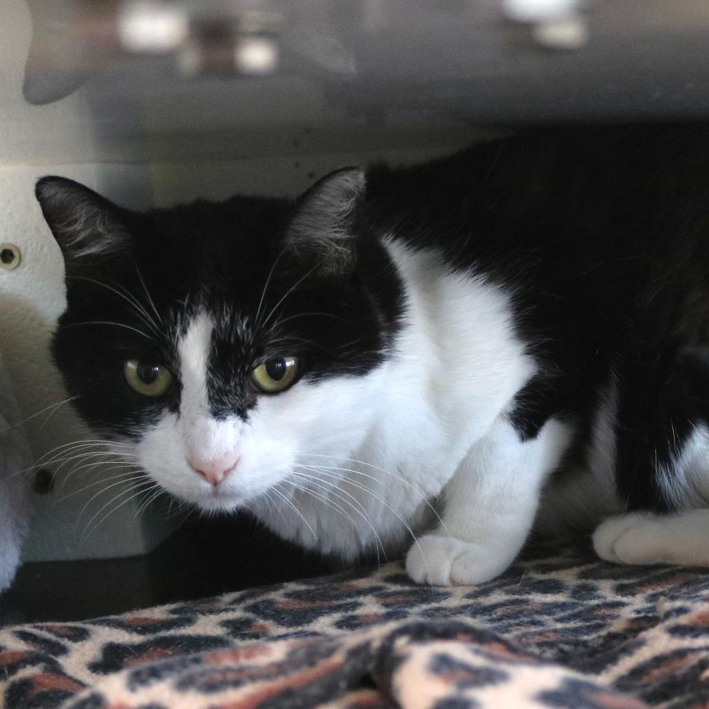 Jules, Adoptable, Adult Female Domestic Short Hair.