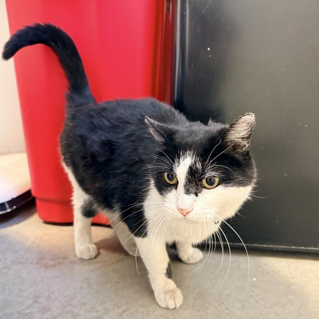 Jules, a Adoptable Domestic Short Hair in Rifle, CO image 2/2