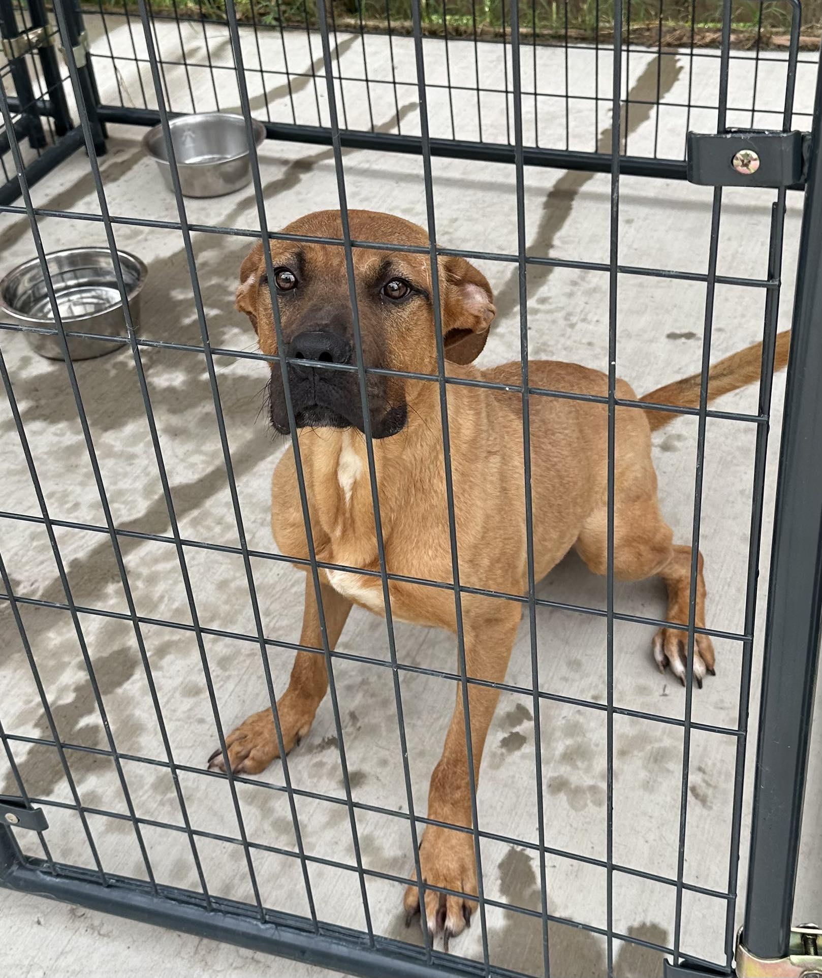 Enlarge Big Buddy, a ADOPTABLE mixed breed in Middletown, NJ image 1/2