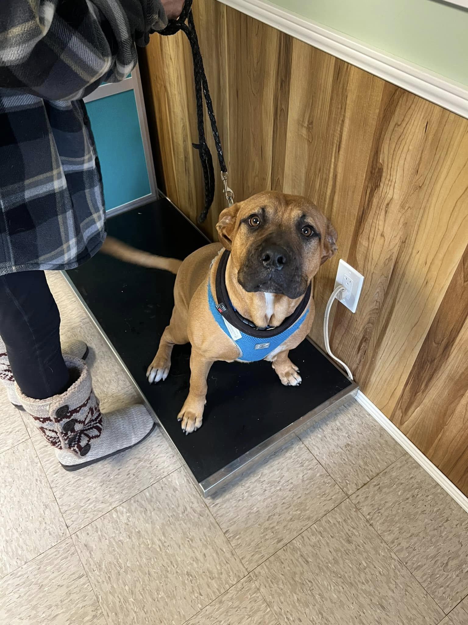Enlarge Big Buddy, a ADOPTABLE mixed breed in Middletown, NJ image 2/2