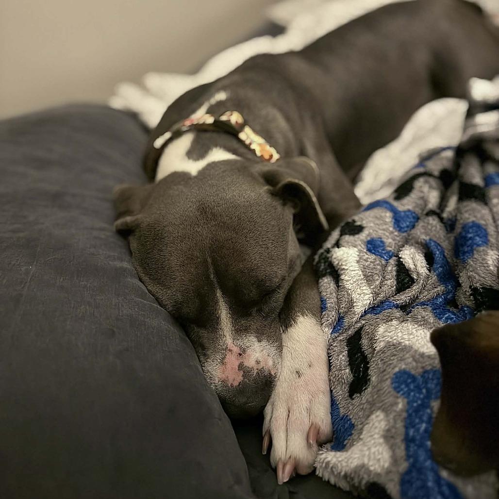 Linde, Adoptable, Adult Female Pit Bull Terrier & Mixed Breed.