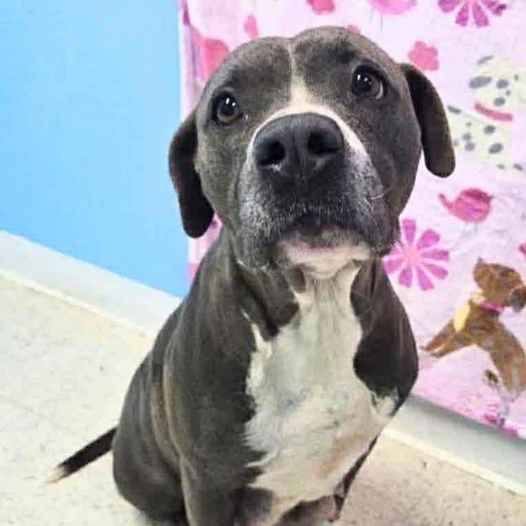 Linde, a Adoptable mixed breed in Olathe, KS image 2/6