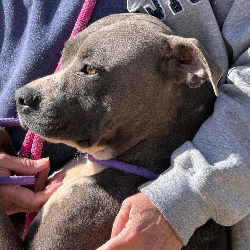 Linde, a Adoptable mixed breed in Olathe, KS image 3/6