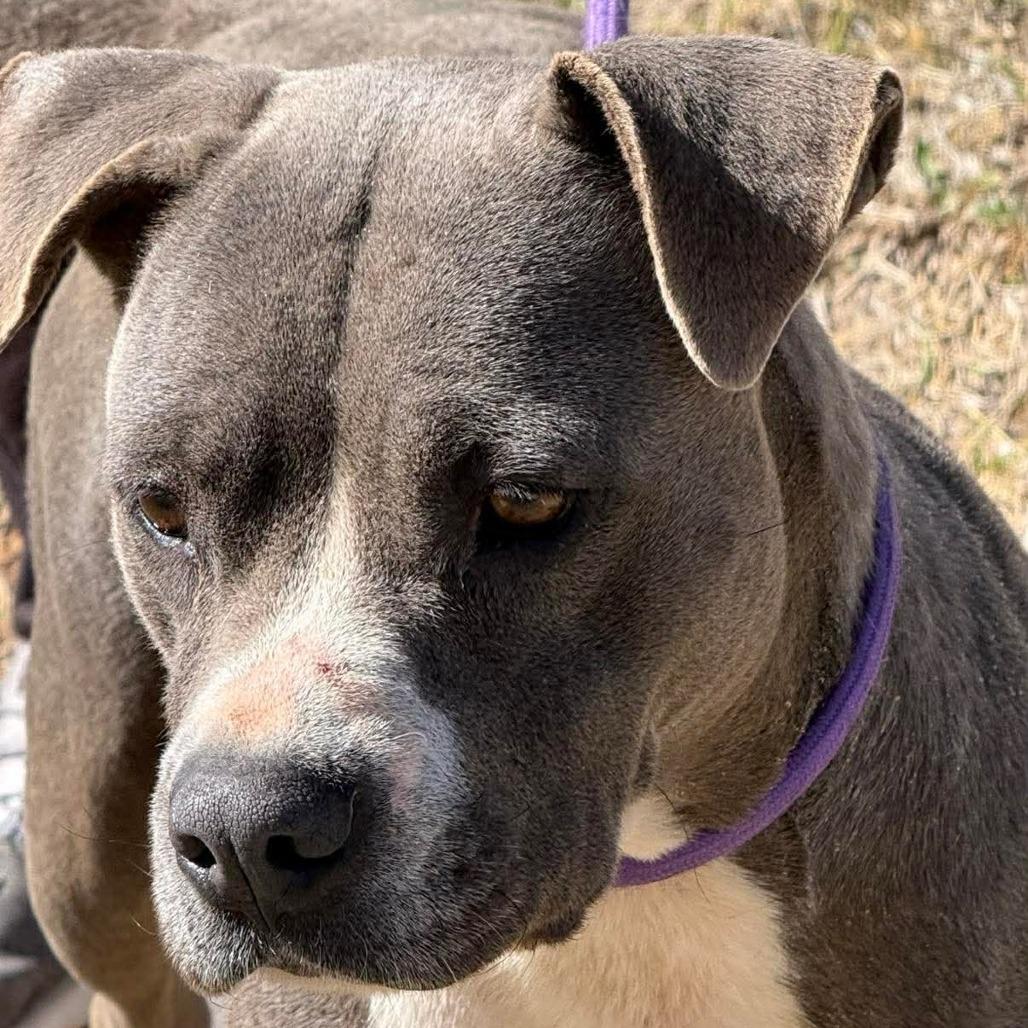 Linde, a Adoptable mixed breed in Olathe, KS image 4/6