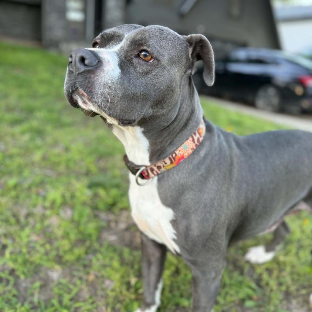 Linde, a Adoptable mixed breed in Olathe, KS image 5/6