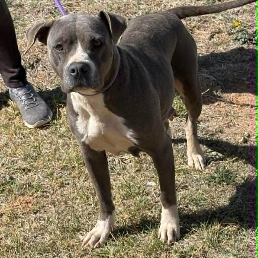 Linde, a Adoptable mixed breed in Olathe, KS image 6/6