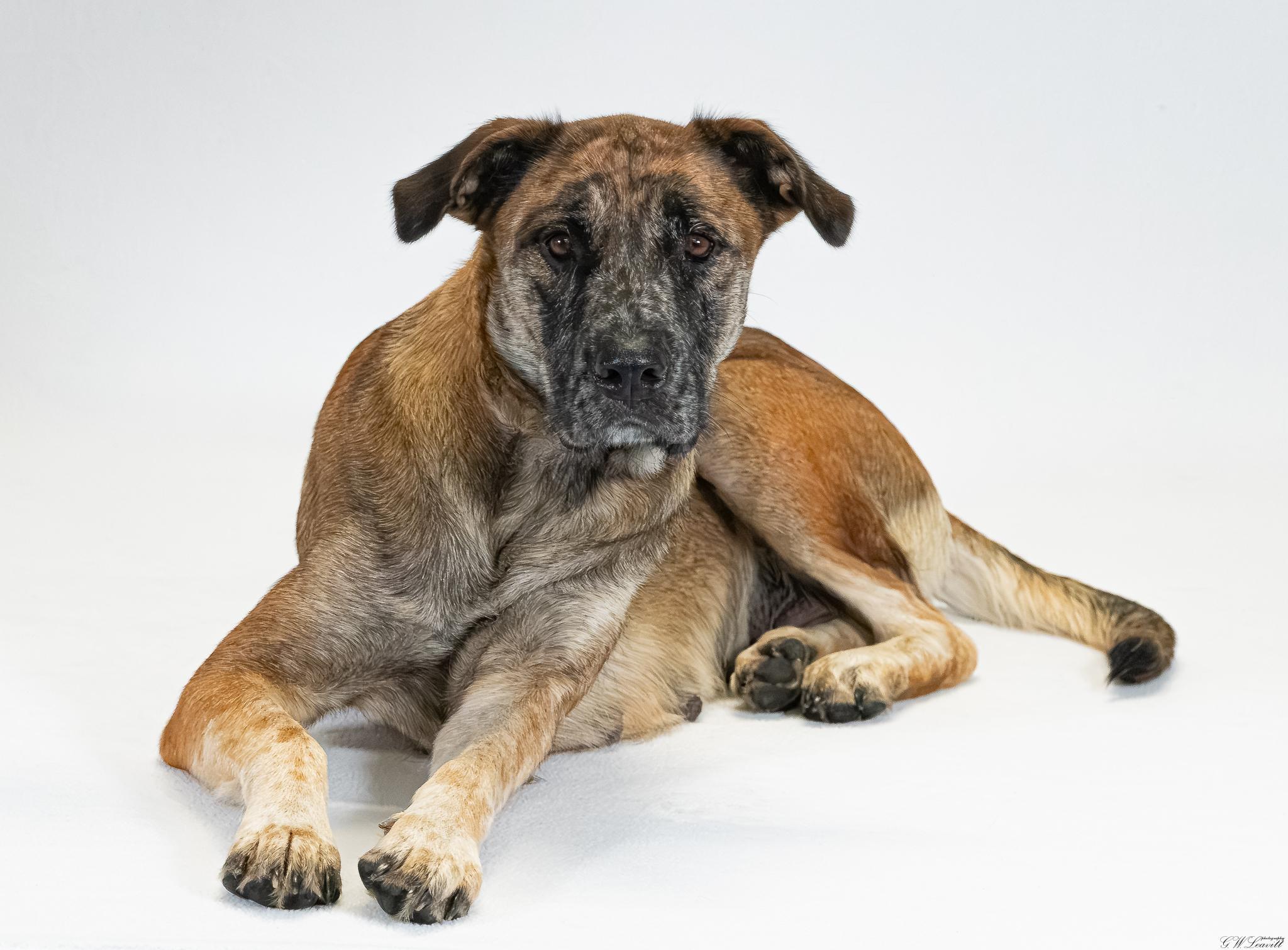 Callie (Coming Soon), Adoptable, Young Female Shepherd & Hound.
