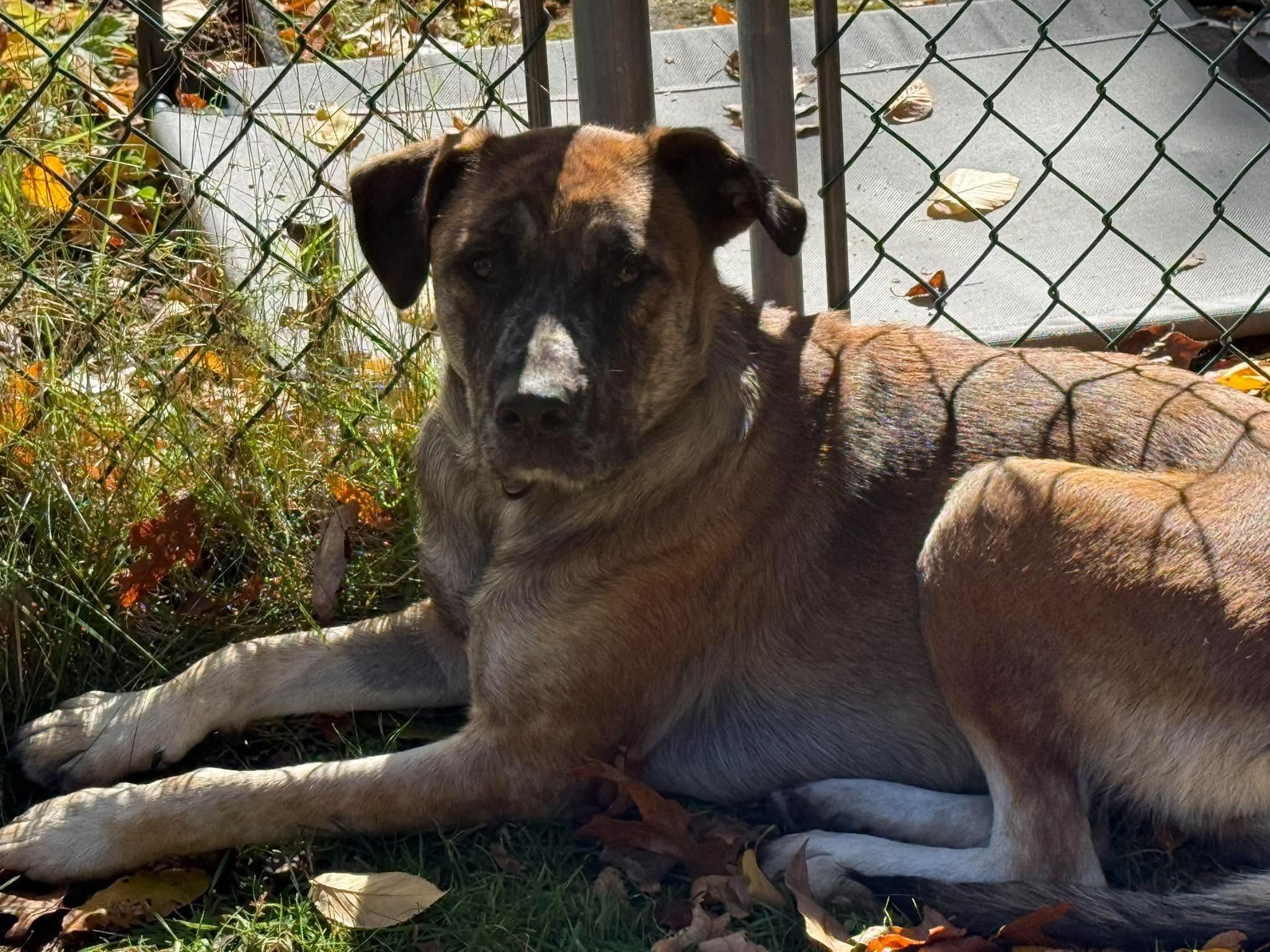Enlarge Callie, a Adoptable mixed breed in Argyle, NY image 4/4