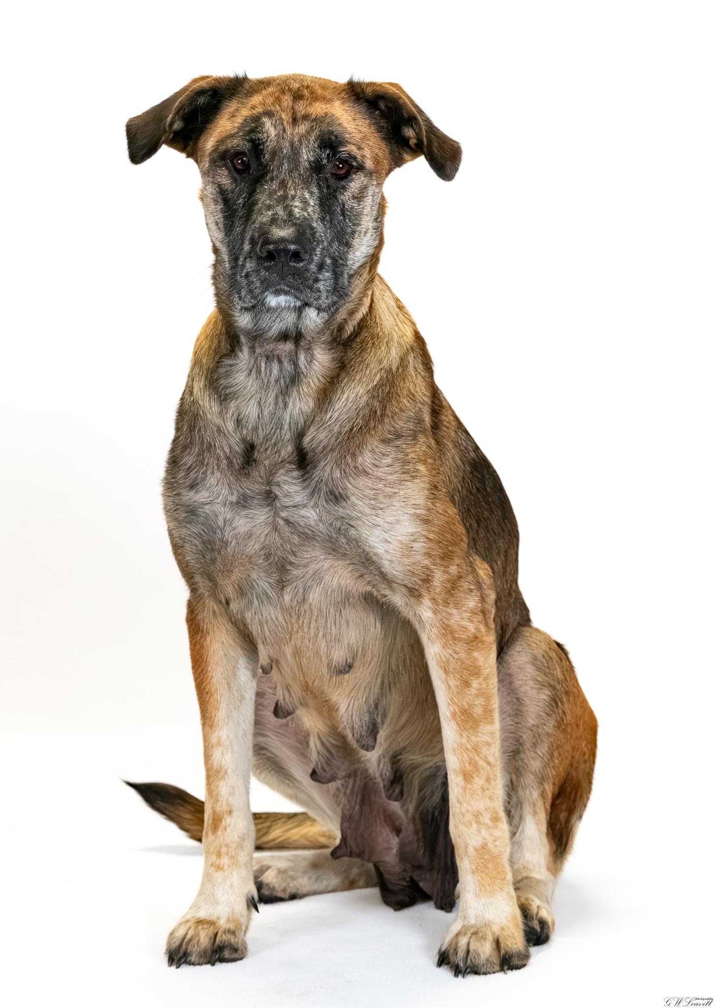 Enlarge Callie, a Adoptable mixed breed in Argyle, NY image 3/4