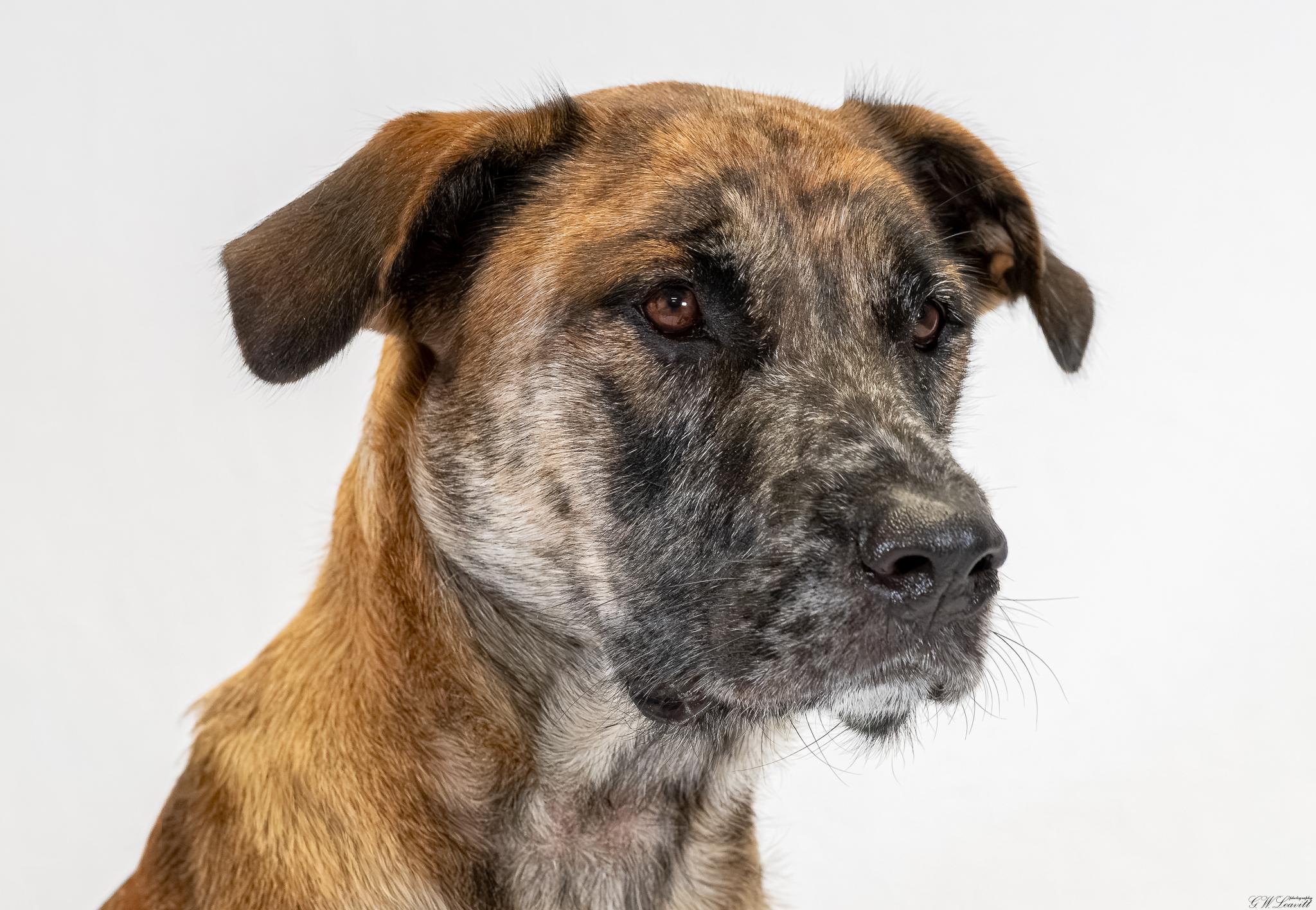 Enlarge Callie, a Adoptable mixed breed in Argyle, NY image 2/4
