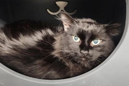 Stewart, ADOPTABLE, Adult Male Domestic Long Hair.
