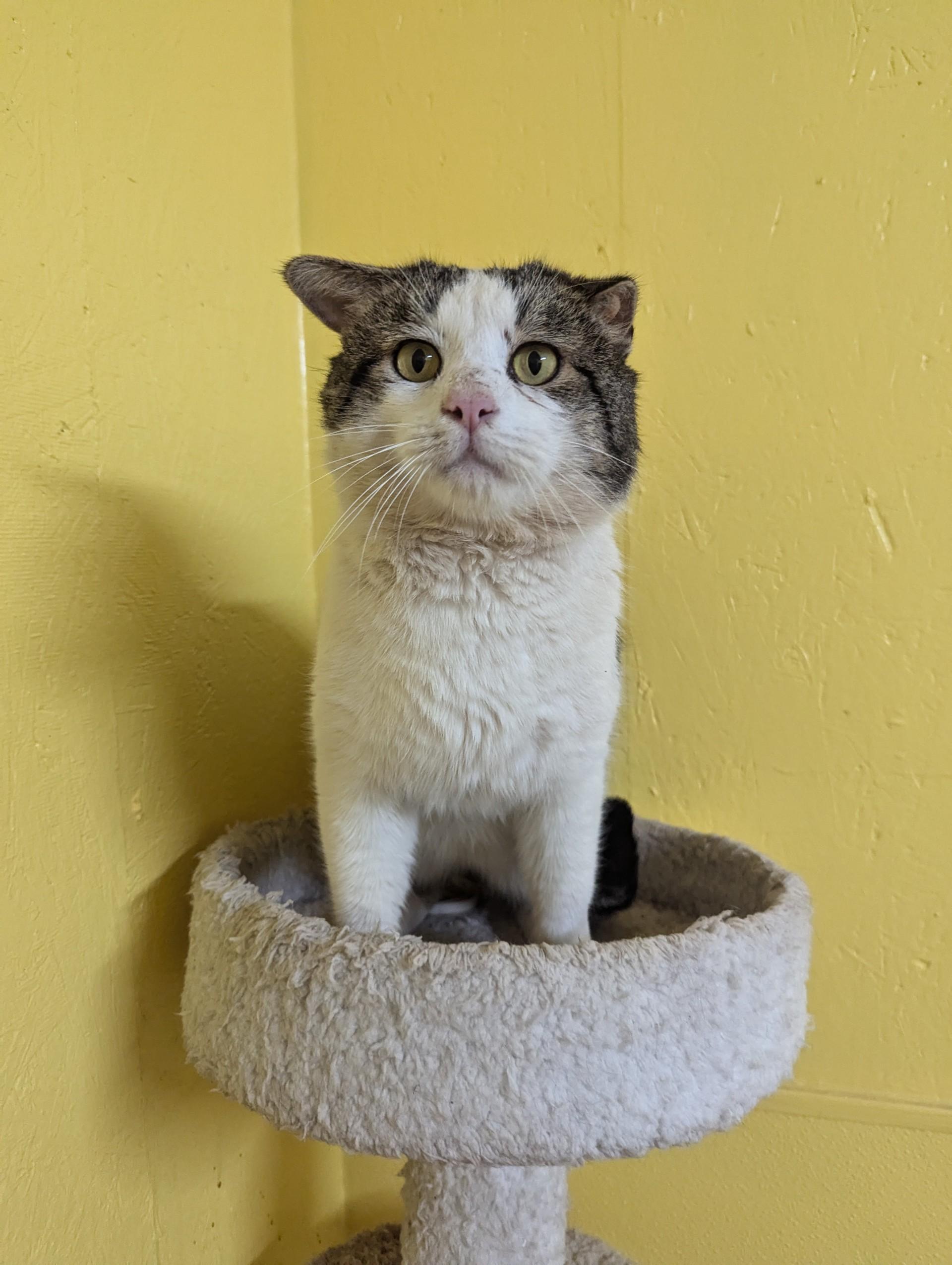 Frank Castle, ADOPTABLE, Adult Male Domestic Short Hair.