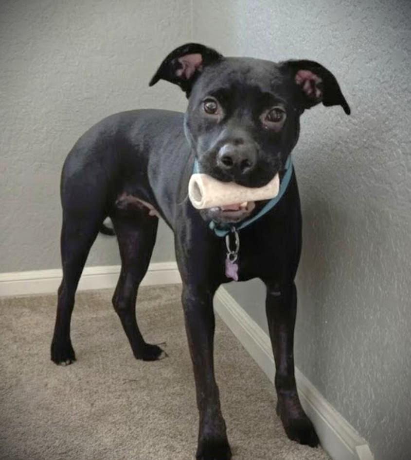 Enlarge Pepper, a Adoptable mixed breed in Austin, TX image 2/5