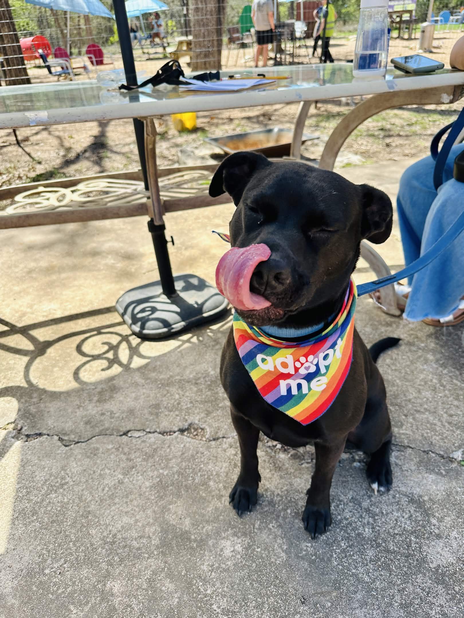 Enlarge Pepper, a Adoptable mixed breed in Austin, TX image 4/5