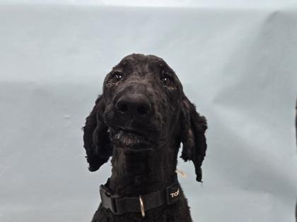 Enlarge Princess, a Adoptable mixed breed in Coon Rapids, MN image 1/1
