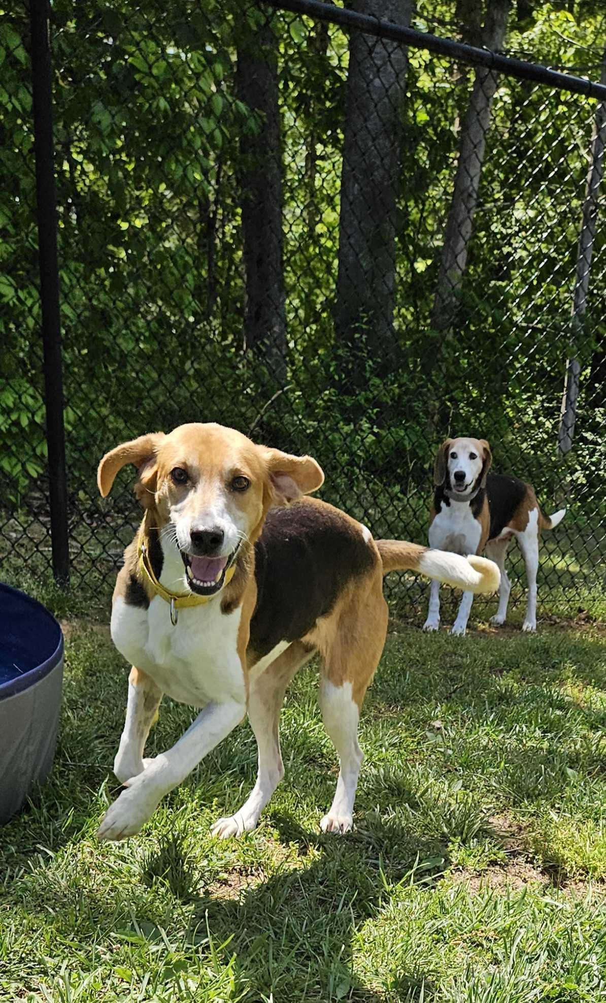 Reba, ADOPTABLE, Adult Female American Foxhound.