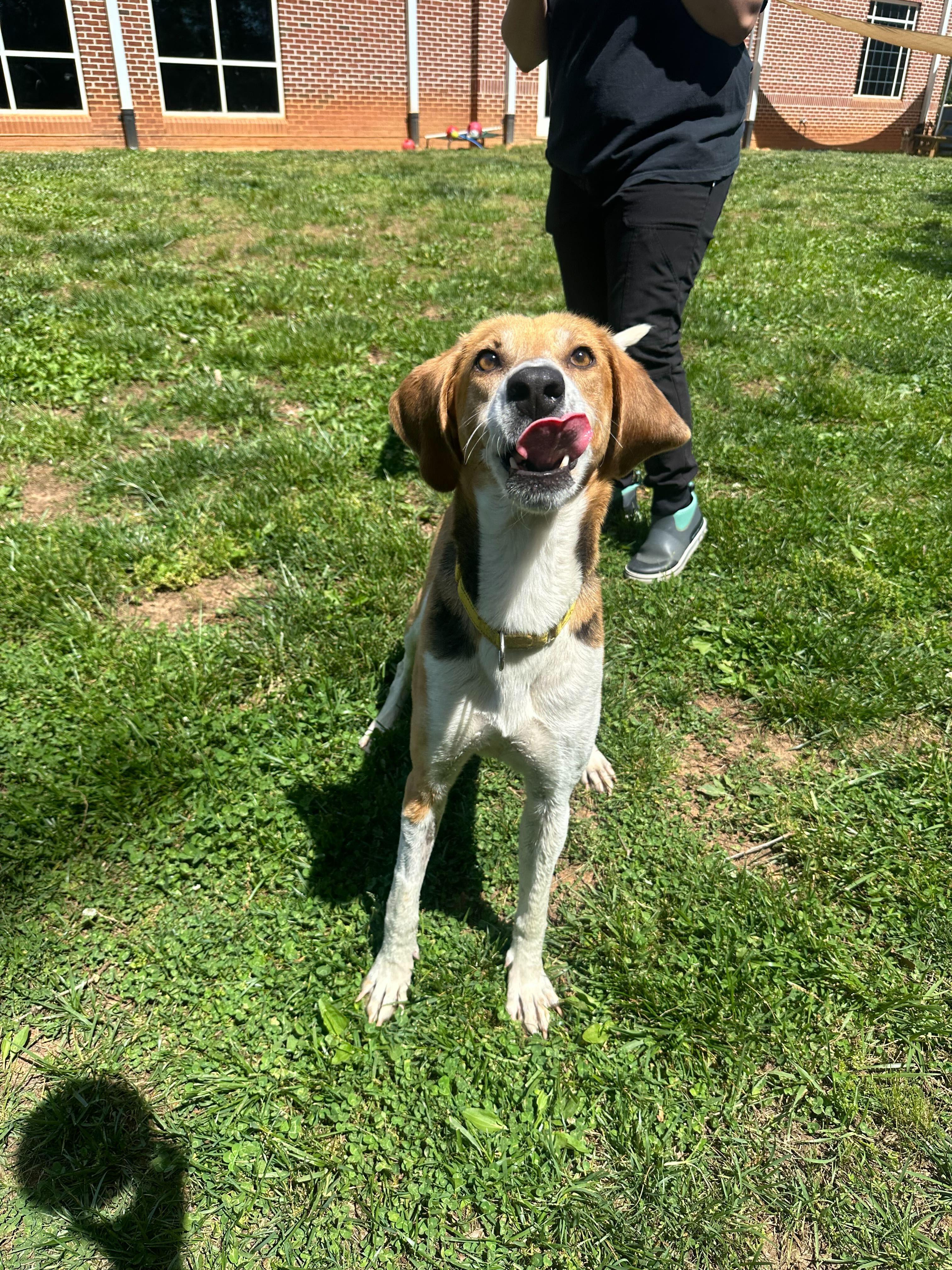 Enlarge Reba, a ADOPTABLE American Foxhound in Maidens, VA image 3/3