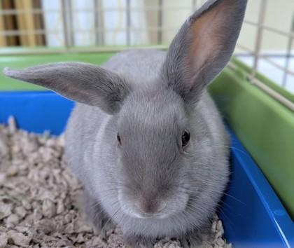Milkshake, Adoptable, Young Male American.
