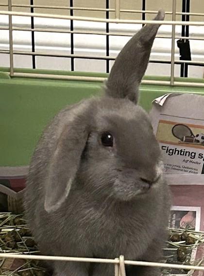 Enlarge Milkshake, a Adoptable American in New Hope, PA image 2/2