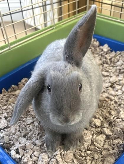 Milkshake, a Adoptable American in New Hope, PA image 1/3