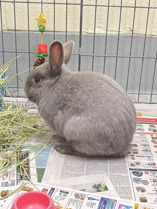 Milkshake, a Adoptable American in New Hope, PA image 3/3