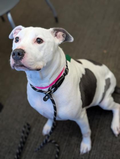 Enlarge Nymeria Mimi, a Adoptable mixed breed in Bensalem, PA image 3/3