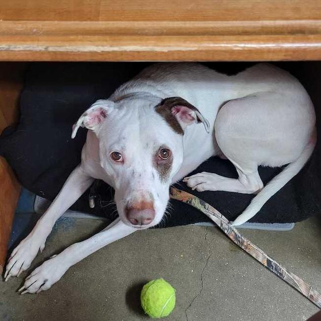 Enlarge Rocky OFFICE, a Adoptable mixed breed in Union, MO image 1/2