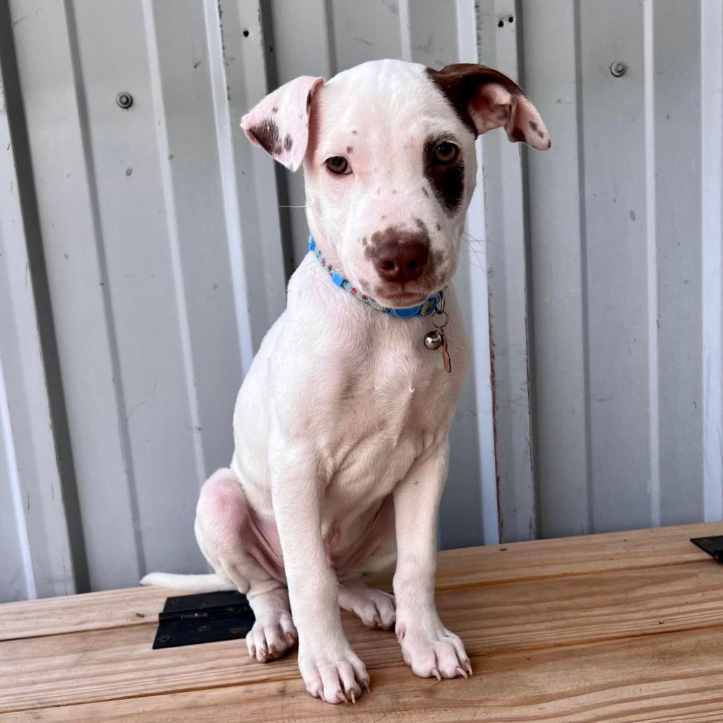 Enlarge Rocky OFFICE, a Adoptable mixed breed in Union, MO image 2/2