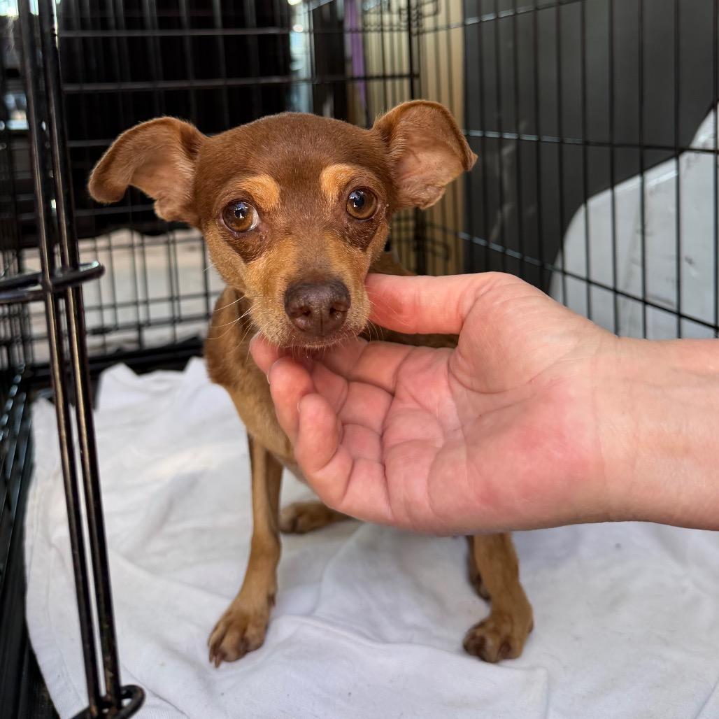 Ziva, Adoptable, Adult Female Chihuahua & Miniature Pinscher.