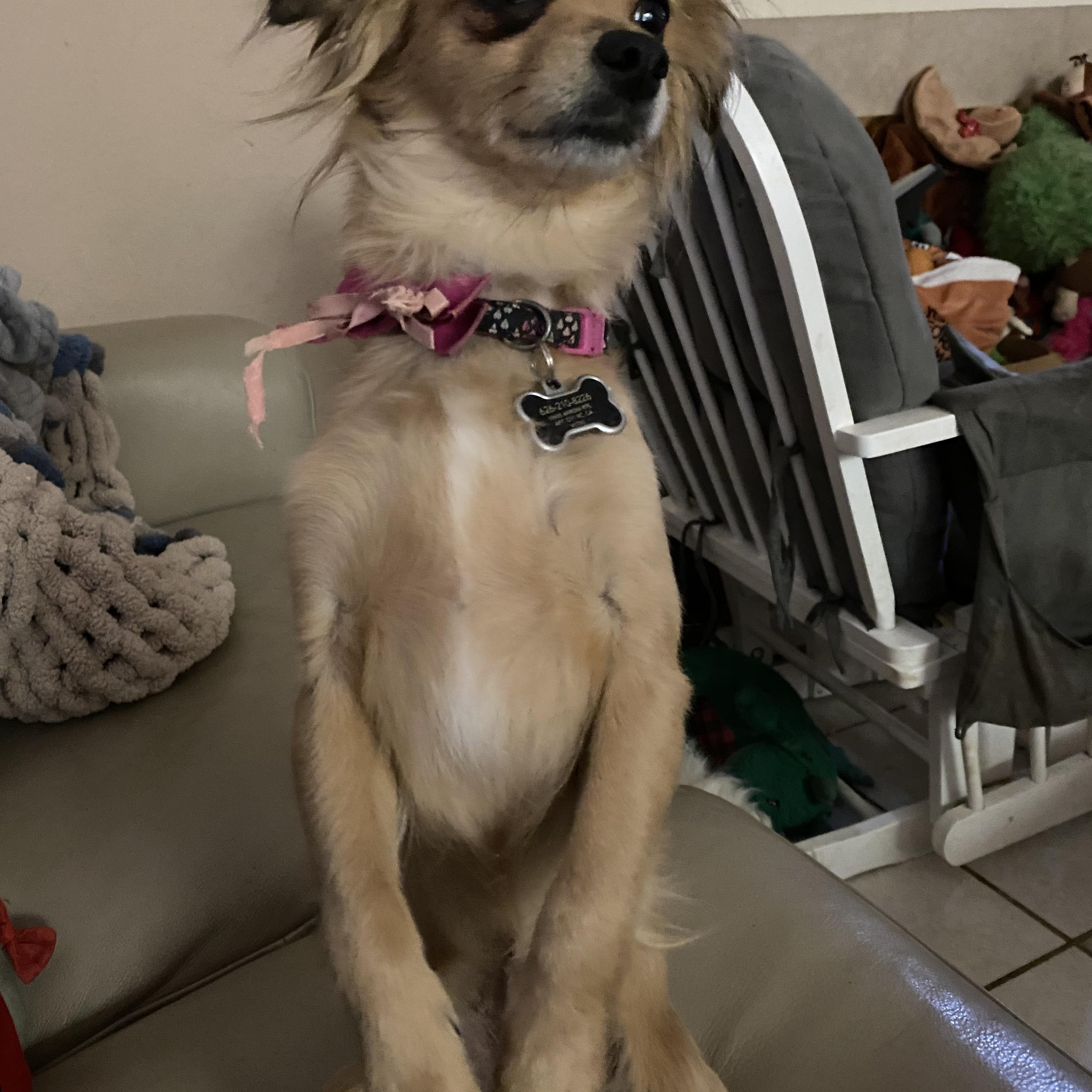 Pippy, Adoptable, Adult Female Papillon.