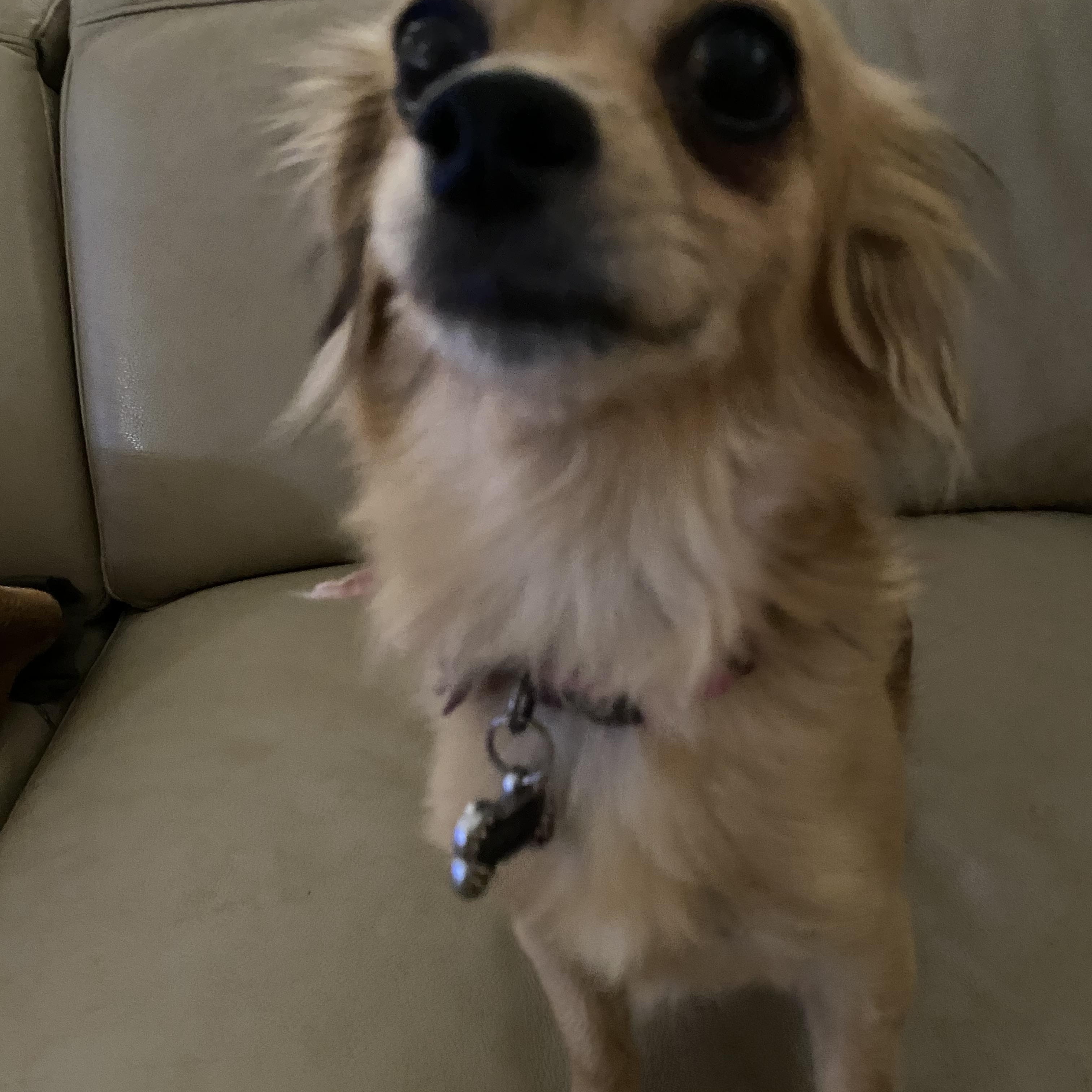 Pippy, a Adoptable mixed breed in Moreno Valley, CA image 2/4