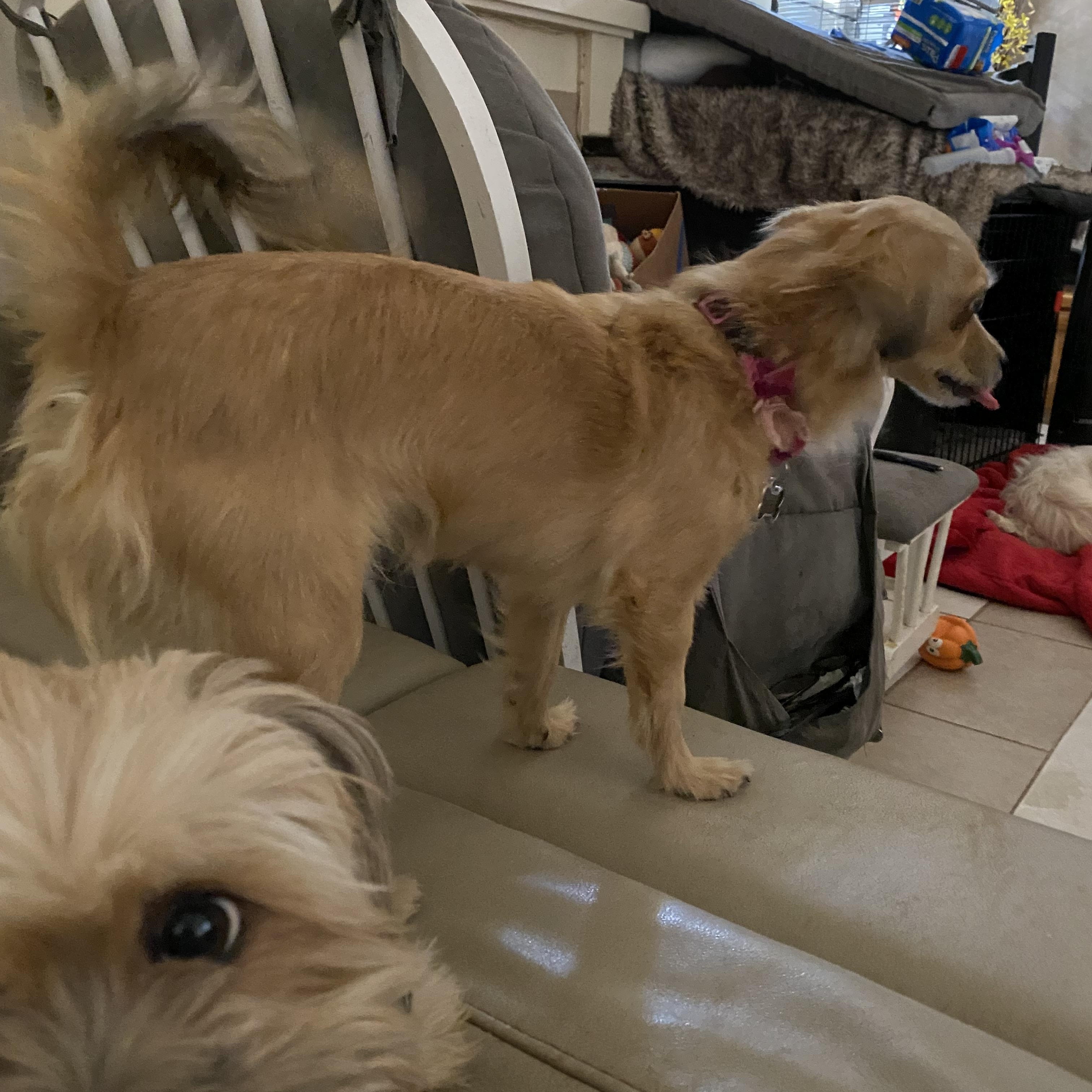 Pippy, a Adoptable mixed breed in Moreno Valley, CA image 3/4