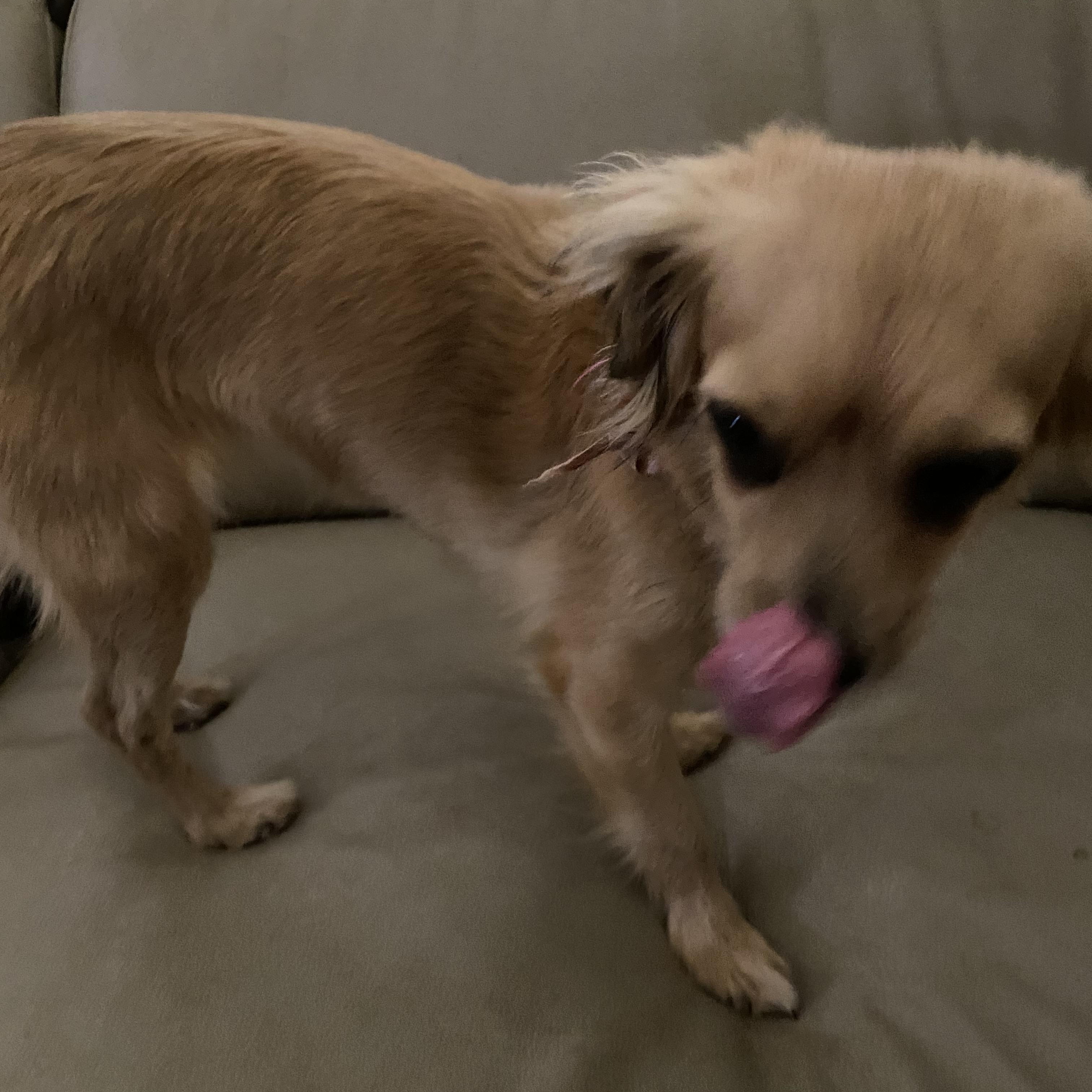 Pippy, a Adoptable mixed breed in Moreno Valley, CA image 4/4