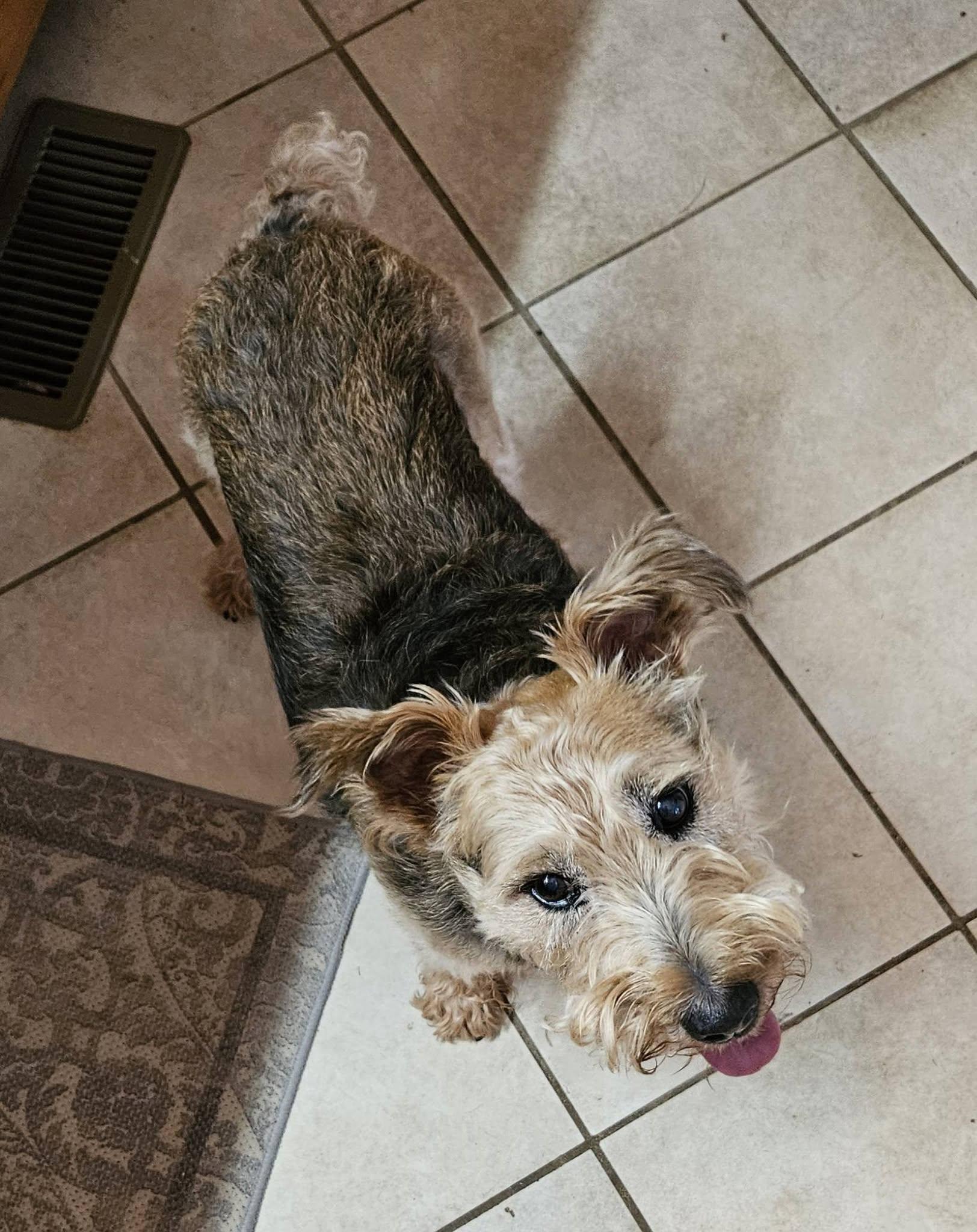 Abby (D2013), ADOPTABLE, Senior Female Miniature Schnauzer.