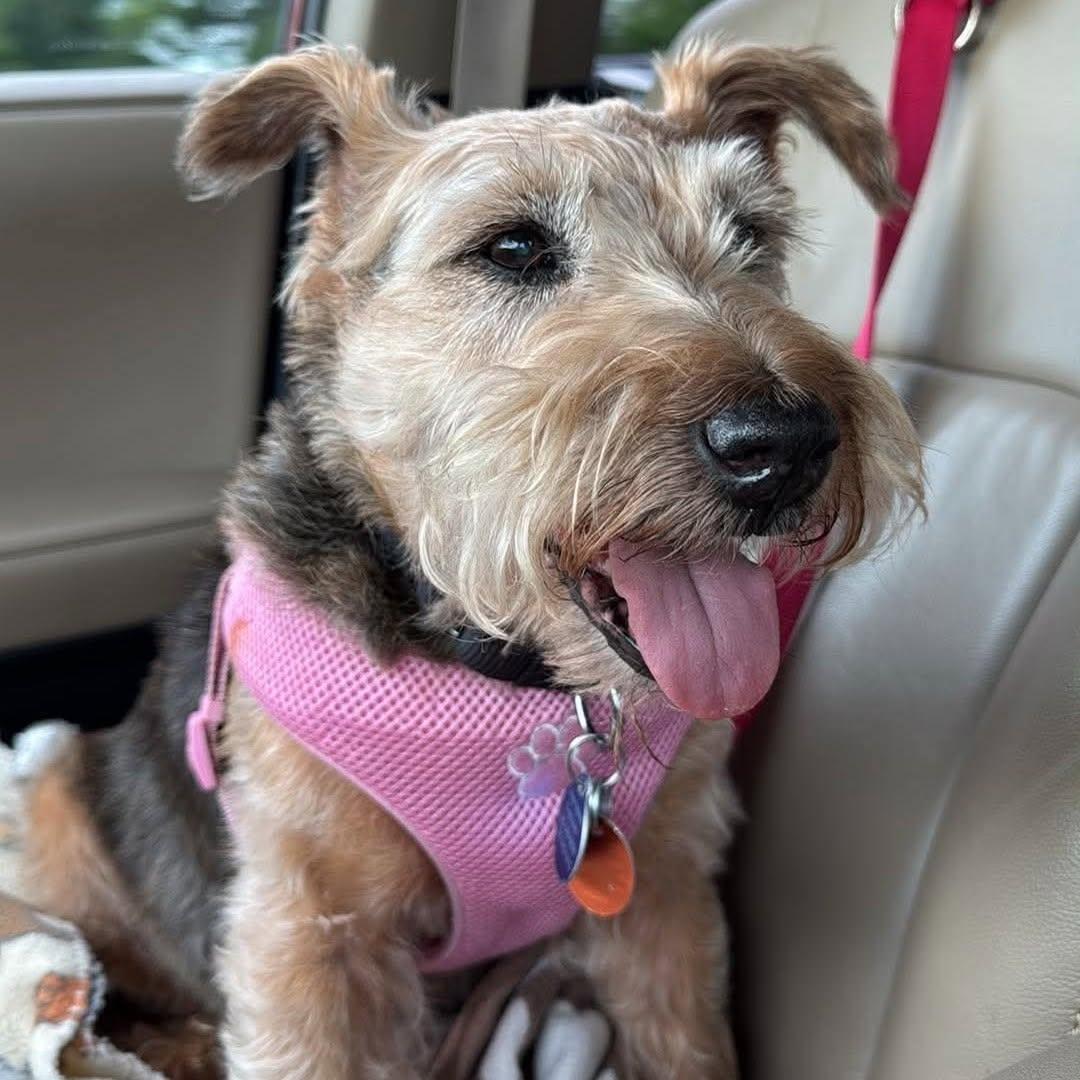 Abby (D2013), a ADOPTABLE Miniature Schnauzer in Hayes, VA image 2/6