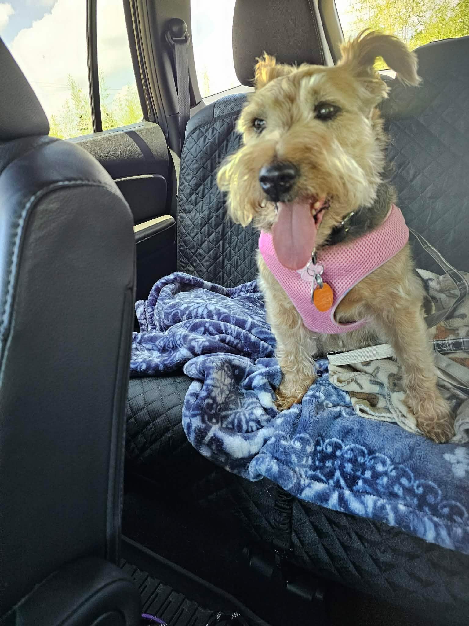 Abby (D2013), a ADOPTABLE Miniature Schnauzer in Hayes, VA image 5/6