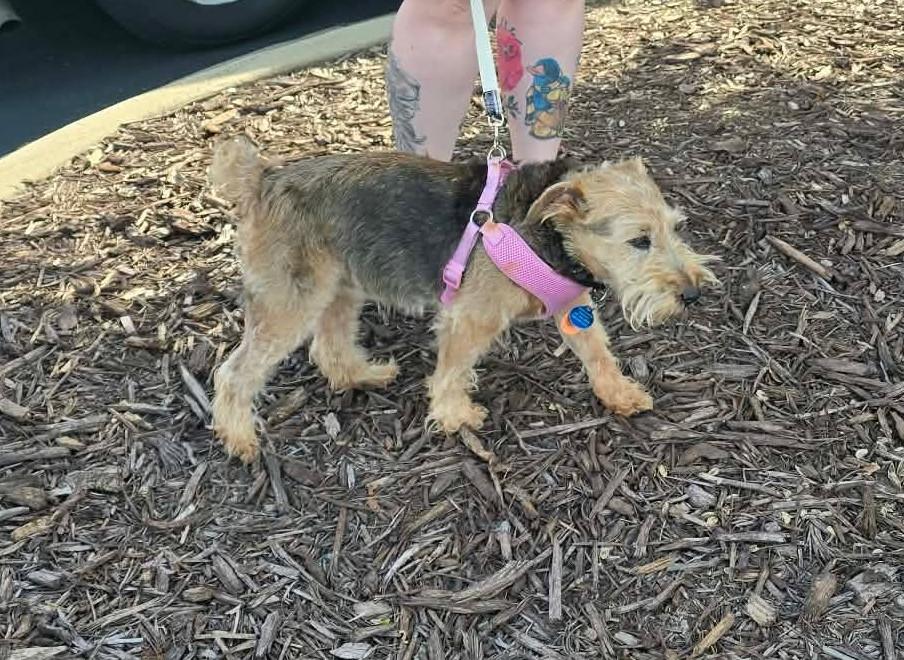 Abby (D2013), a ADOPTABLE Miniature Schnauzer in Hayes, VA image 6/6