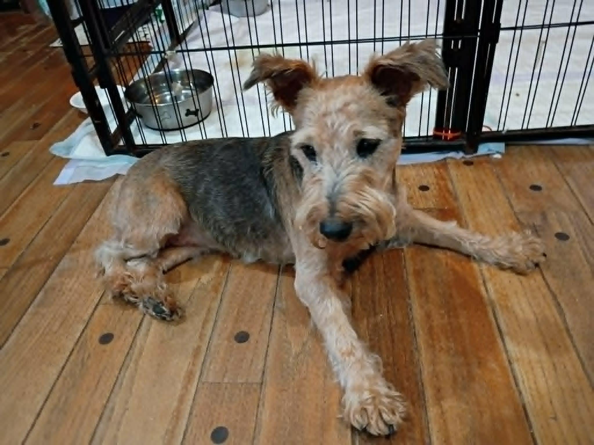 Abby (D2013), a ADOPTABLE Miniature Schnauzer in Hayes, VA image 3/6